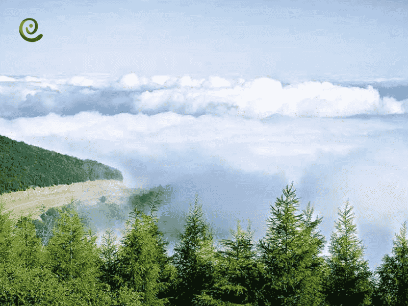 درباره جنگل ابر در استان سمنان در دکوول بخوانید.